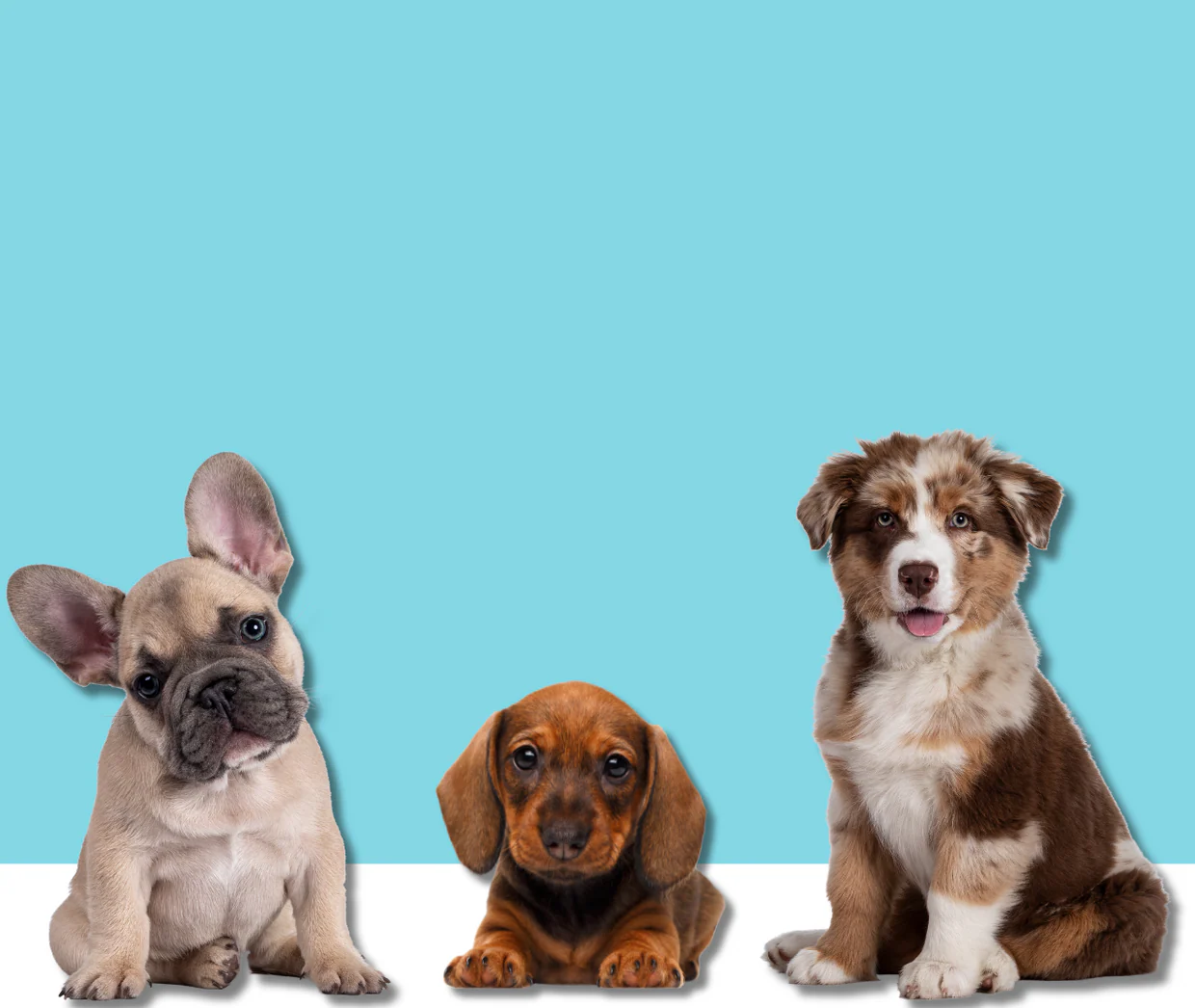 Style and Comfort for Furry Friends